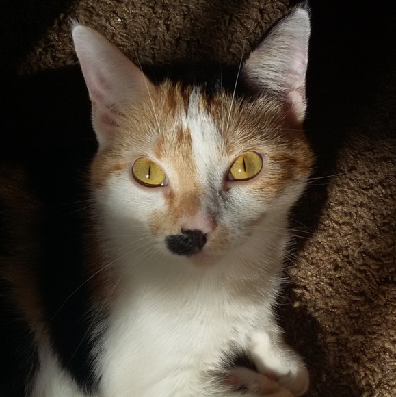 Meet your Posher, Rochelle (Roxy) - Picture 4 of 7